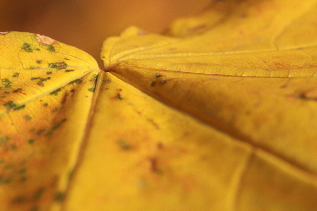 bella foto macro foglia autunnale