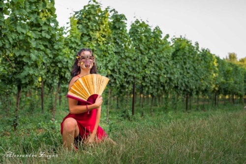 Vigna nei Colli Euganei